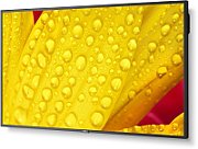 NEC MultiSync M431-2 Design tip kiosk 109,2 cm (43 ) LED 500 cd/m² 4K Ultra HD Negru Procesor încorporat