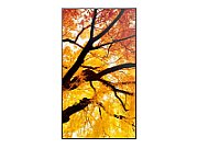 Sharp MODEL PN-M432, display de mari dimensiuni din seria M de 43 , UHD, 550cd/m2, iluminare de fundal D-LED, rezistent la utilizarea 24/7, slot SDM, slot CM